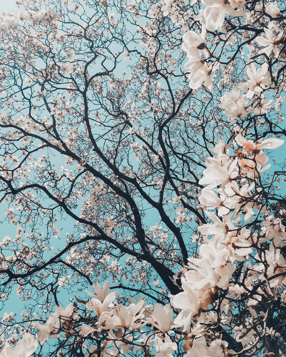 cherry blossoms