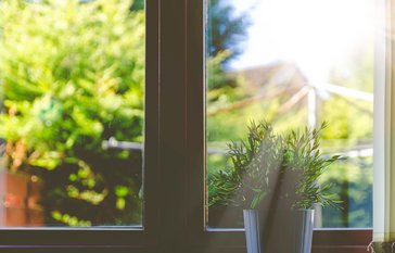 plant in window