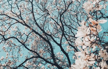 cherry blossoms